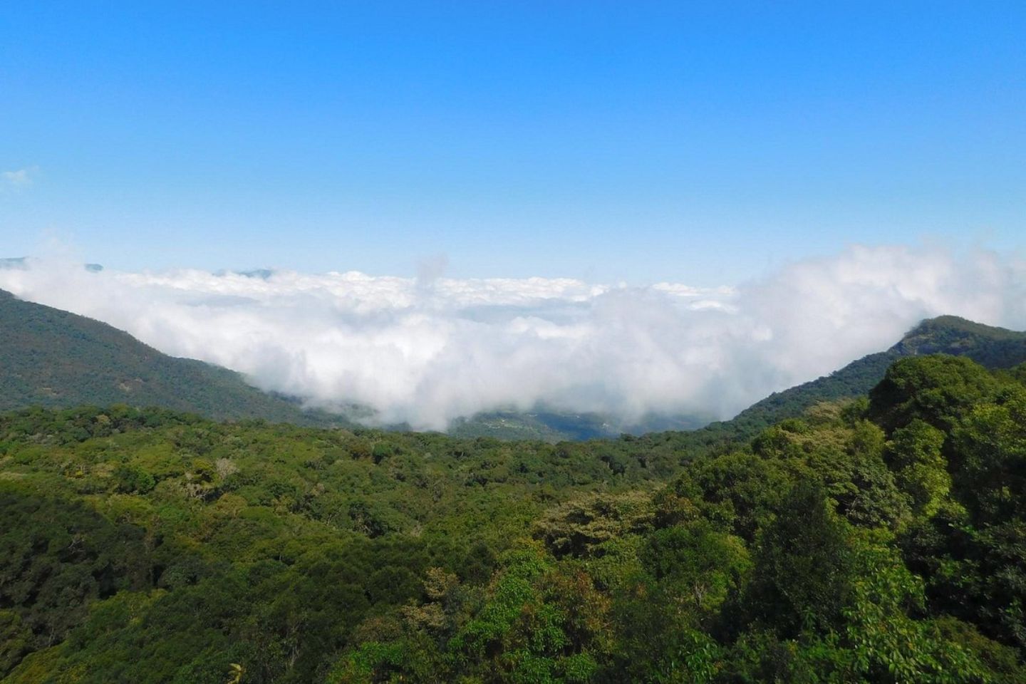 Anamudi Shola National Park