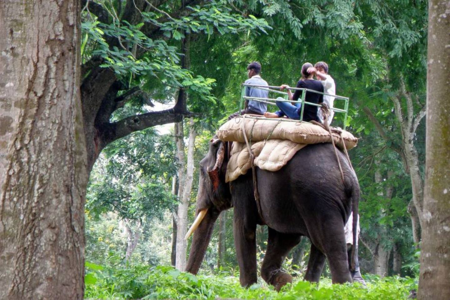 Carmelagiri Elephant Park