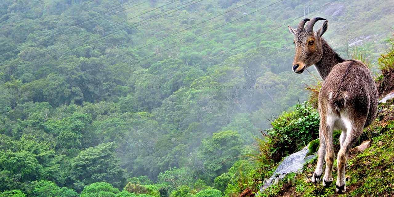 Places to Visit Eravikulam National Park, Munnar