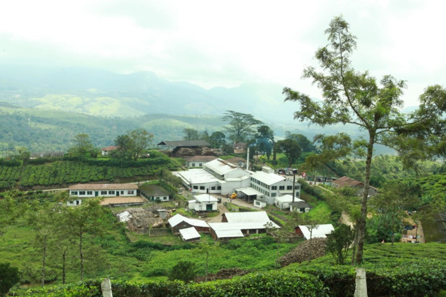Periyakanal Tea Factory