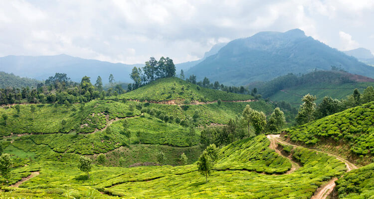 anamudi-peak-munnar-timings-history-entry-fee-images-information