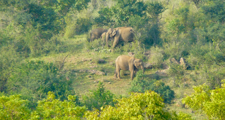 Chinnar Wildlife Sanctuary