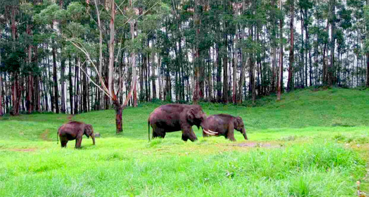 Elephant Arrival Spot Munnar (Timings, History, Entry Fee, Images ...