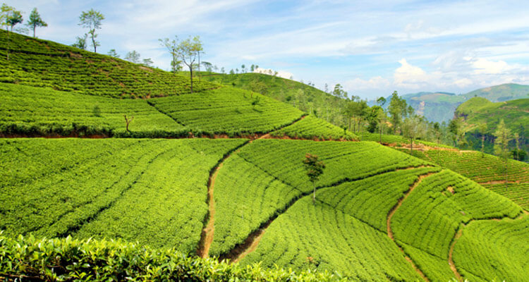 Kolukkumalai Tea Estate Munnar Entry Fee Timings Images And Location