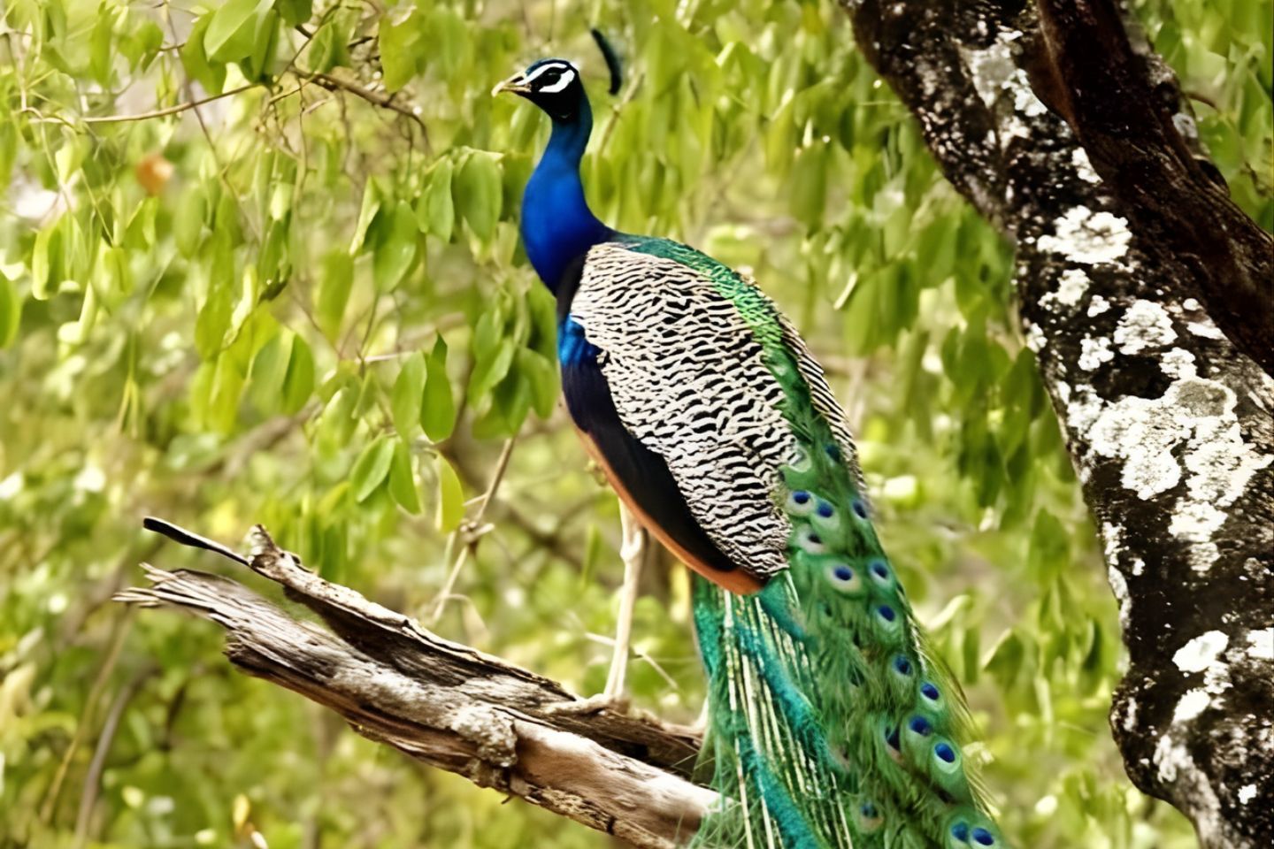 Chinnar Wildlife Sanctuary, Munnar