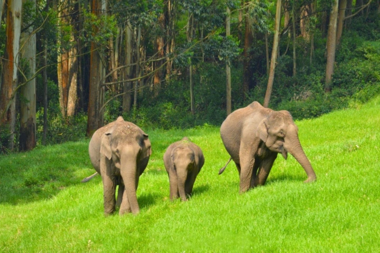 Elephant Arrival Spot Munnar (Timings, History, Entry Fee, Images & Information) 