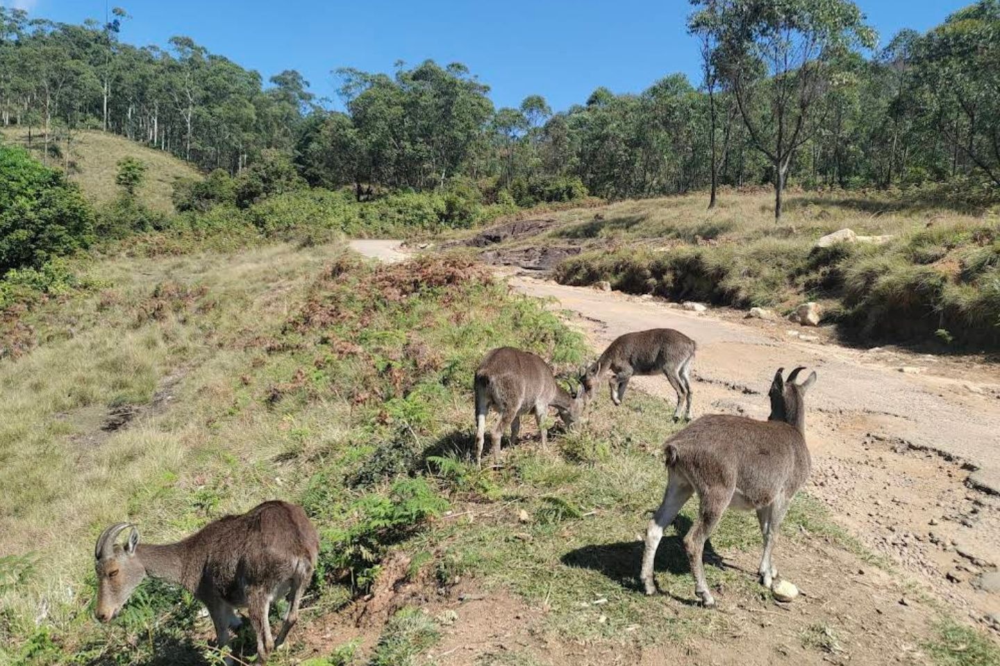 Eravikulam National Park, Munnar