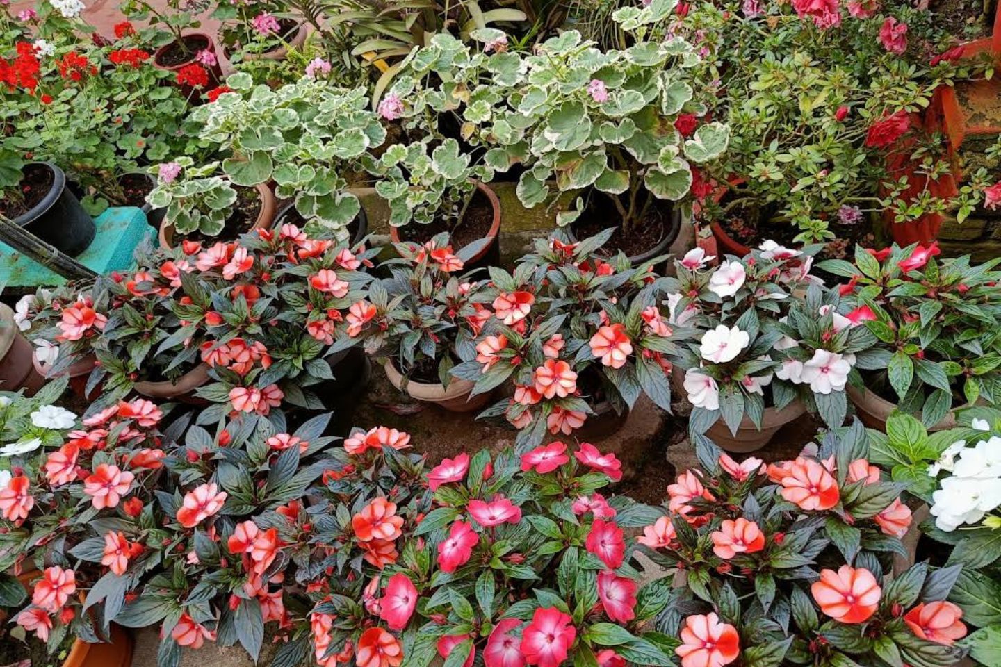 Floriculture Centre Munnar (Timings, History, Entry Fee, Images & Information) 