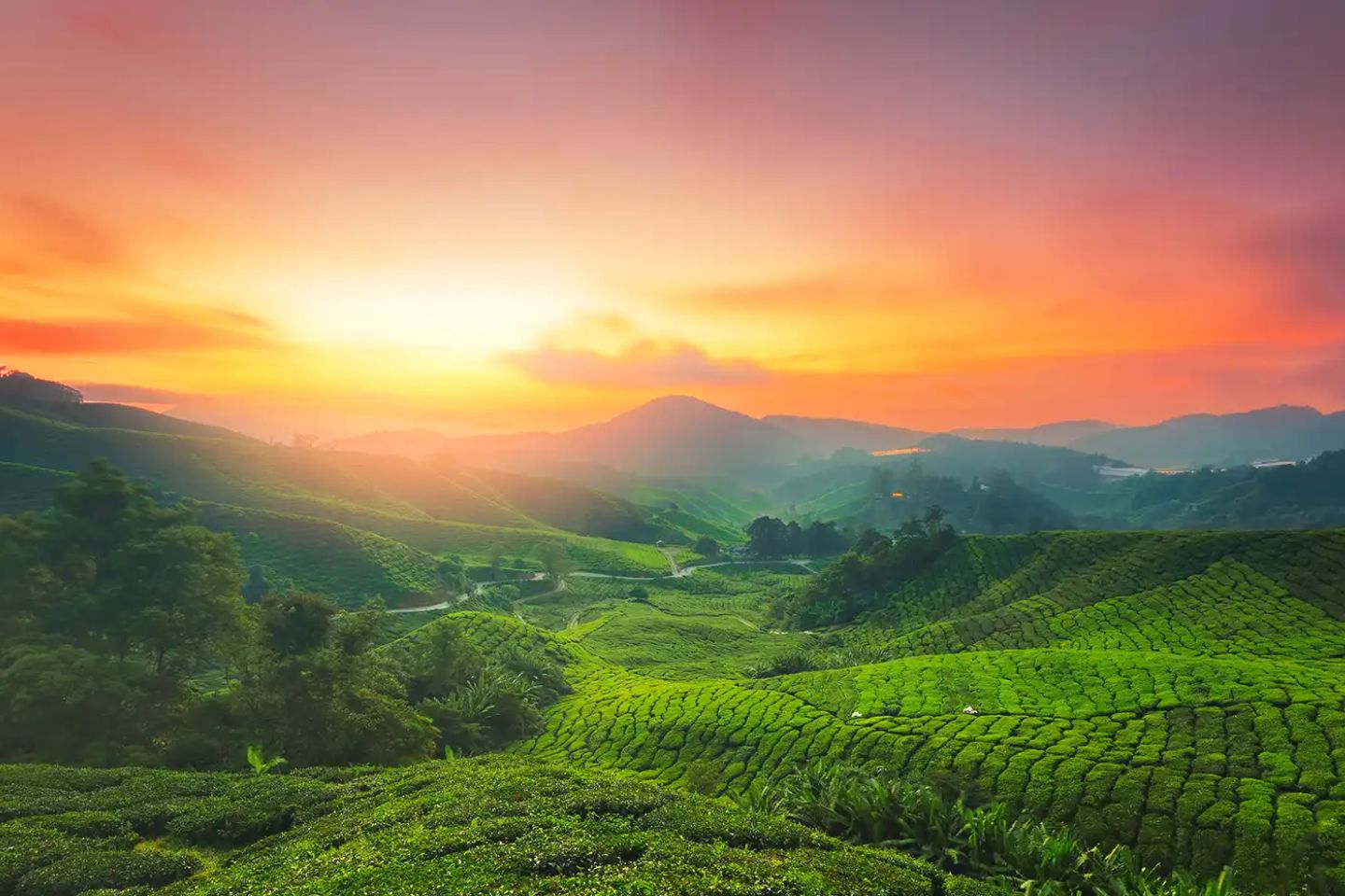 Kolukkumalai Tea Estate Munnar (Entry Fee, Timings, Images & Location)