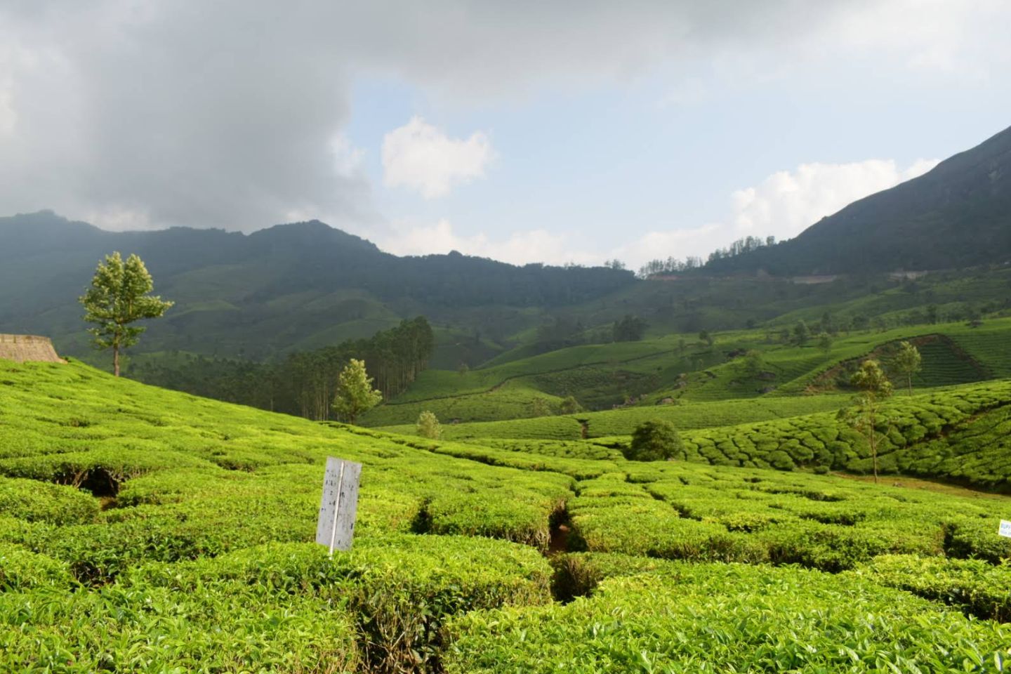 Rajamala Munnar (Timings, History, Entry Fee, Images & Information) 