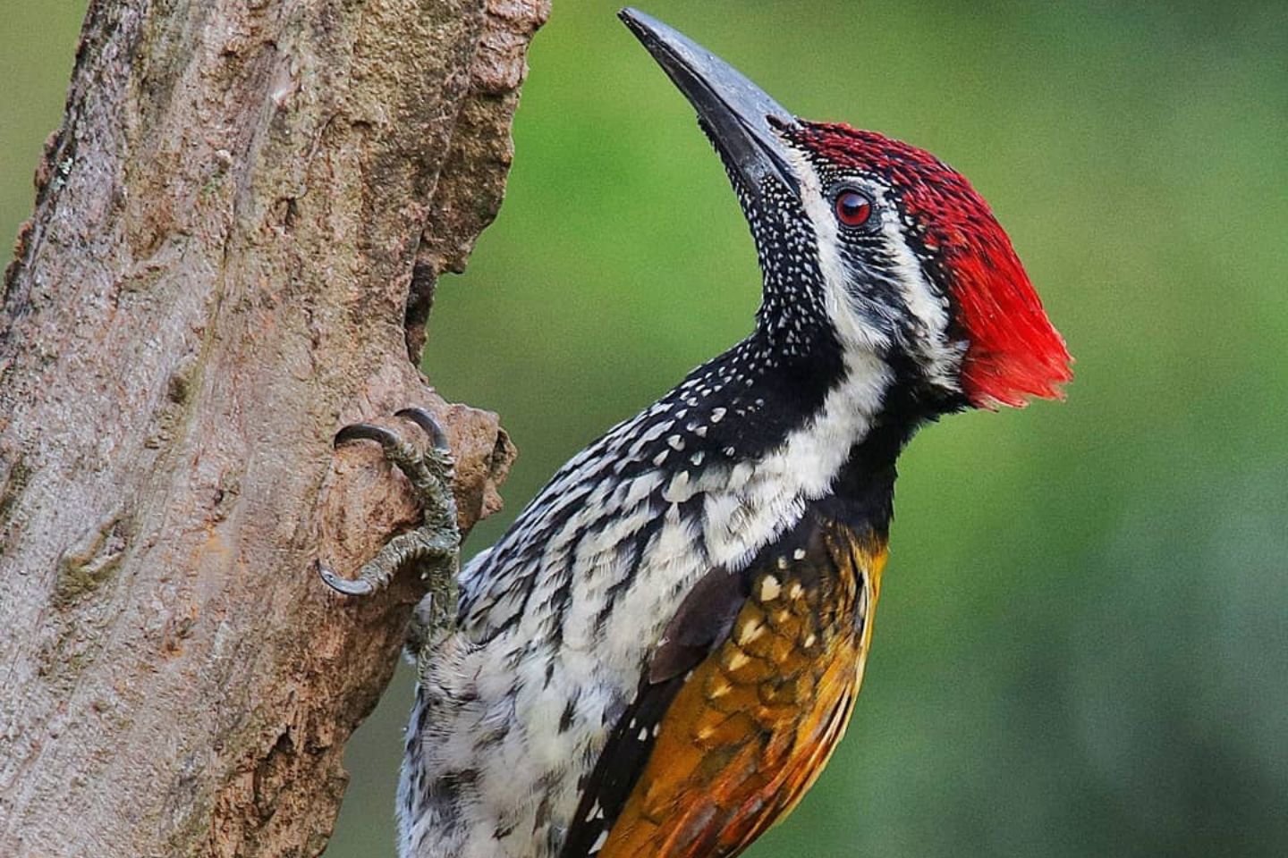 Salim Ali Bird Sanctuary/ Thattekad Bird Sanctuary Munnar 